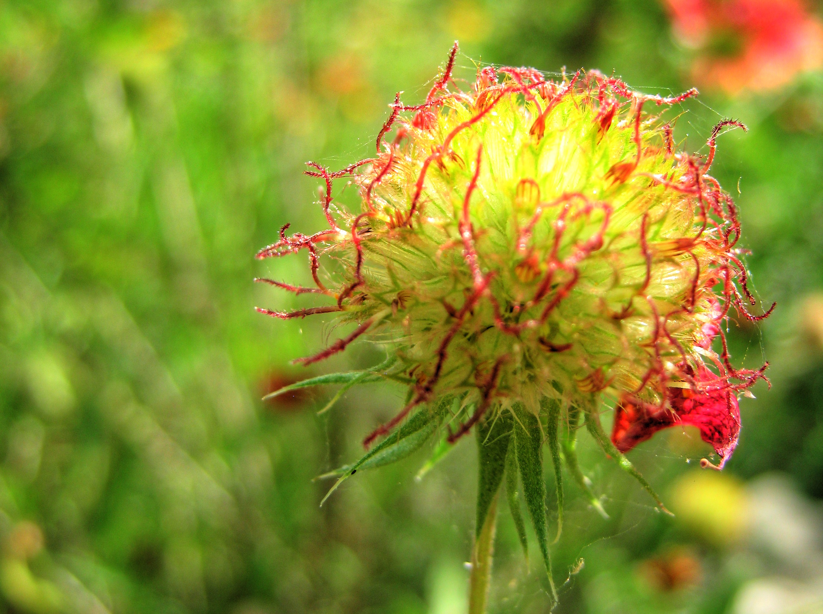 an example of my photography, a flower up close showing high detail